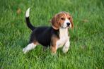 Beagle pup te koop (teefje), Dieren en Toebehoren, Beagle, 15 weken tot 1 jaar, Buitenland, Eén hond