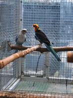 Koppel Rosella, Animaux & Accessoires, Oiseaux | Perruches & Perroquets
