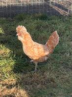 Padua hen, Femelle, Poule ou poulet