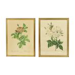 Vintage Sixties Rozen Ingelijste Botanische Print Kaarten, Moins de 50 cm, Utilisé, Moins de 50 cm, Enlèvement ou Envoi