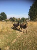 Ezel ,hengst 12 jaar, gratis, Dieren en Toebehoren, Stalling, 1 paard of pony