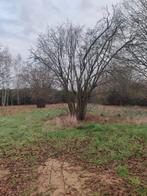 Hazelaar, Enlèvement