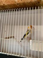 Putters, Dieren en Toebehoren
