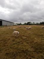 Jonge dekrammen, Dieren en Toebehoren, April