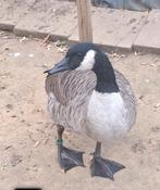 Canadese gans, Dieren en Toebehoren, Pluimvee
