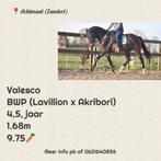 ENORM veel leuke paarden en ponys, Dieren en Toebehoren, Paarden, Meerdere dieren, Niet van toepassing, Recreatiepaard, Gechipt