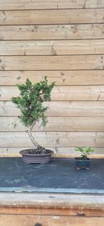 Bonsai. Juniperus. Japanse import., Tuin en Terras, Ophalen