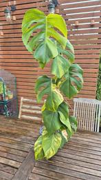 Monstera aurea cutting, Huis en Inrichting, Kamerplanten, Ophalen of Verzenden