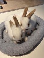 2 dwergkonijntjes, Dieren en Toebehoren, Dwerg, 0 tot 2 jaar