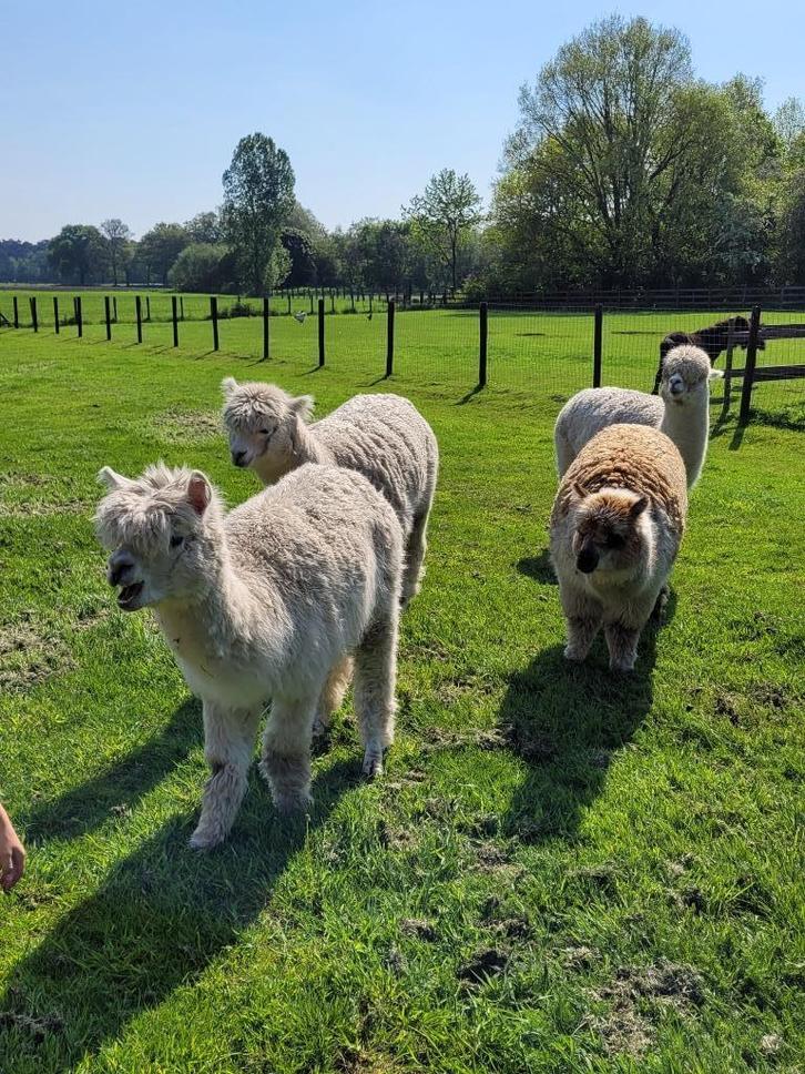 Alpaca 3 merries + 1 ruin - wegens stopzetting hobby, Dieren en Toebehoren, Overige Dieren, Meerdere dieren, Juni