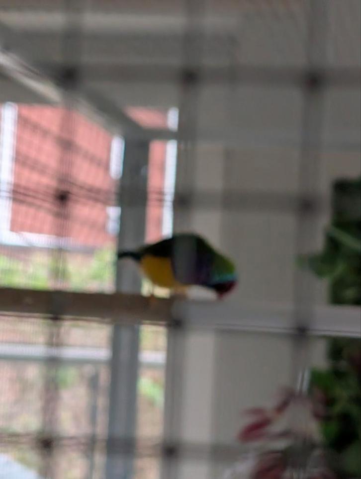 Twee koppels gouldamadines, Dieren en Toebehoren, Vogels | Overige Vogels, Tropenvogel, Meerdere dieren, Geringd