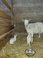 melkgeit, Dieren en Toebehoren, Schapen, Geiten en Varkens, Vrouwelijk, Geit, 0 tot 2 jaar