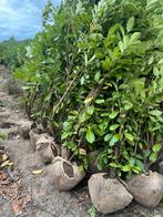 Paplaurier( prunus l Rotundifolia), Tuin en Terras, Planten | Struiken en Hagen, Ophalen of Verzenden, Laurier, Struik
