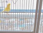 Grote kooi + kanaries 200 euro, Dieren en Toebehoren, Vogels | Kanaries