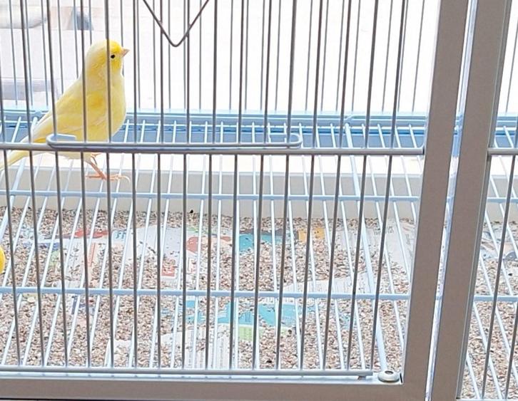 DRINGEND TE KOOP : Grote kooi + kanaries 180 euro, Dieren en Toebehoren, Vogels | Kanaries