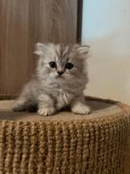 Britse kortharige en langharige kittens, Dieren en Toebehoren, Katten en Kittens | Raskatten | Korthaar, Poes, Gechipt, 0 tot 2 jaar