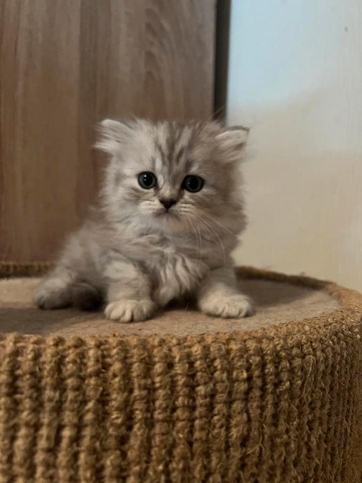 Britse kortharige en langharige kittens, Dieren en Toebehoren, Katten en Kittens | Raskatten | Korthaar, Poes, 0 tot 2 jaar, Gechipt