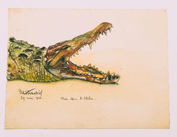 aquarelle crocodile
