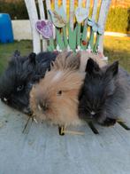 Ideaal voor binnen: Knuffelzachte raszuivere Teddy Dwergjes, Dieren en Toebehoren, Konijnen, Dwerg, 0 tot 2 jaar