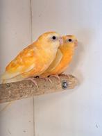 Roodrugparkieten, roodruggen, roodrugparkiet, roodrug 2025, Plusieurs animaux, Perruche, Bagué