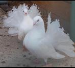 Superbe couple queue de paon de Rouen X queue fantail Anglai, Dieren en Toebehoren, Meerdere dieren, Overige soorten