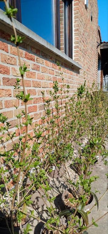 Ligustrum vulgare/ Troène commun/ Troène sauvage, Enlèvement, Troène, Moins de 100 cm
