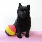 Schipperke pups te koop (Belgische), Dieren en Toebehoren, Honden | Herdershonden en Veedrijvers, België, CDV (hondenziekte), 8 tot 15 weken