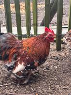 Mooi cochin haantje, Dieren en Toebehoren, Pluimvee