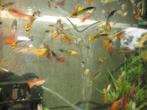 Guppy's, Dieren en Toebehoren, Vissen | Aquariumvissen, Vis, Zoetwatervis