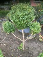 Vaste planten, Tuin en Terras, Ophalen