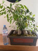 Très vieux bonsaï (pot 50/30cm), Jardin & Terrasse, Plantes | Jardin