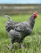 Mechelse koekoek haan 6 maand, Dieren en Toebehoren
