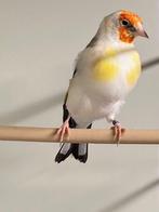 distelvinken witkop wildkleur 2025, Dieren en Toebehoren, Vogels | Overige Vogels, Meerdere dieren, Wildzangvogel, Geringd