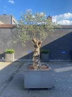 Olijfboom, Tuin en Terras, Volle zon, Ophalen of Verzenden, Olijfboom, 250 tot 400 cm