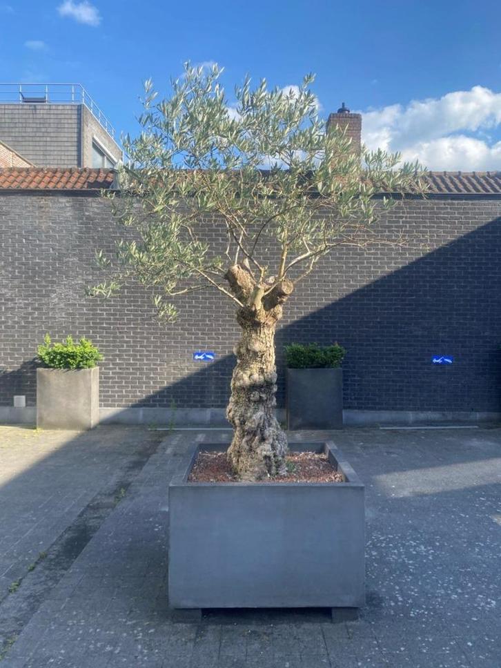 Olijfboom, Tuin en Terras, Planten | Bomen, Olijfboom, 250 tot 400 cm, Volle zon, Zomer, Ophalen of Verzenden