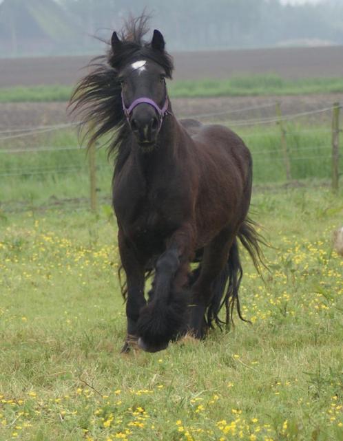 Black Beauty te koop, Animaux & Accessoires, Chevaux, Hongre, Non dressé, Moins de 160 cm, 3 à 6 ans, Cheval de récréation, Avec pedigree