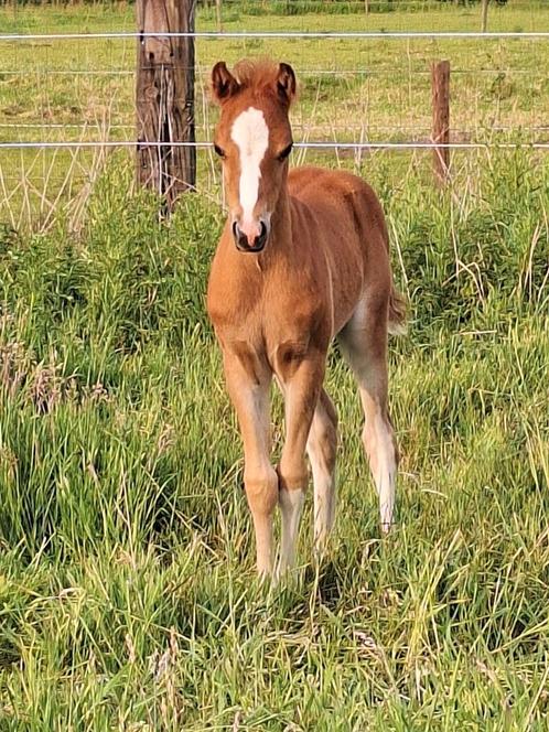 Prachtig welsh sectie B hengstveulen, Dieren en Toebehoren, Pony's, B