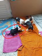 Pups, Boeken, Dieren en Huisdieren, Ophalen of Verzenden