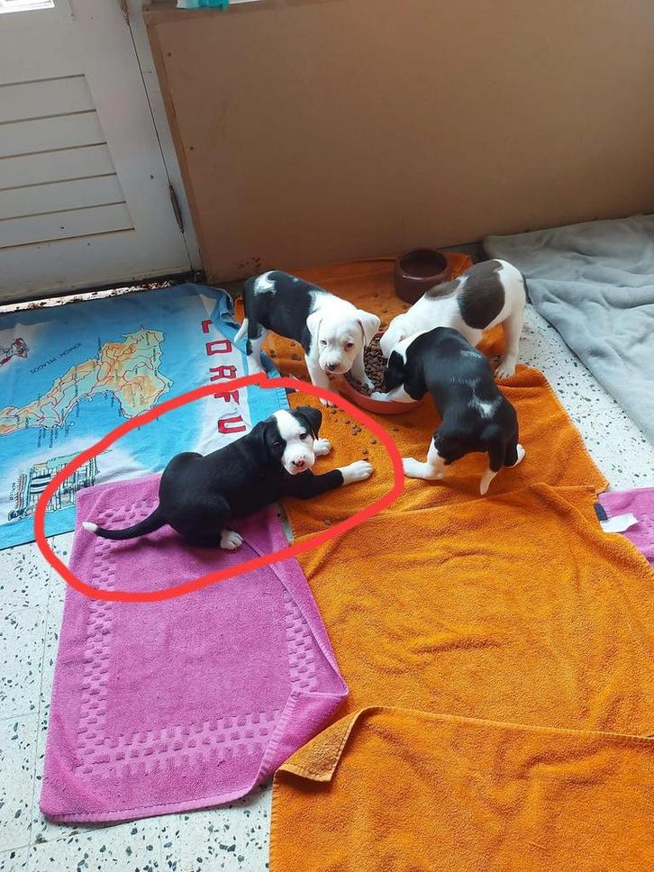 Pups, Boeken, Dieren en Huisdieren, Ophalen of Verzenden