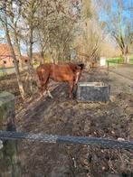 Lieve 16jarige merrie te koop, Dieren en Toebehoren, Merrie, Gechipt, Dressuurpaard, 160 tot 165 cm