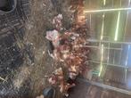 Bio legkippen 15 maanden, Dieren en Toebehoren, Pluimvee, Vrouwelijk, Kip