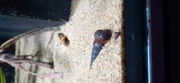 tylomelania sp orange rabbit snail  beschikbaar voor biedingen