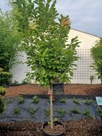 Magnolia 'suzan' beverboom, Ophalen, Halfschaduw