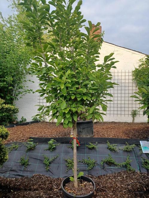 Magnolia 'suzan' beverboom, Tuin en Terras, Planten | Bomen, Halfschaduw, Ophalen