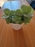 Kamerplant Kalanchoë tetraphylla, Ophalen, In pot