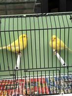 2 koppels gele kanaries, Dieren en Toebehoren