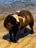 Baggerbonte bok te koop, Dieren en Toebehoren, Mannelijk, Schaap, 0 tot 2 jaar