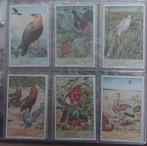 Liebig "gebaarde vogels", Enlèvement ou Envoi, Comme neuf, Animal, Gravure