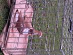 Pigeons, Animaux & Accessoires, Femelle, Pigeon voyageur