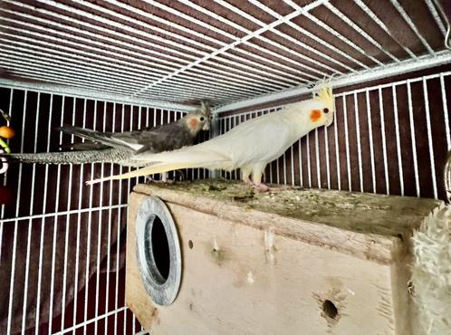 Valkparkieten tussen broer en zus, Dieren en Toebehoren, Vogels | Parkieten en Papegaaien, Meerdere dieren